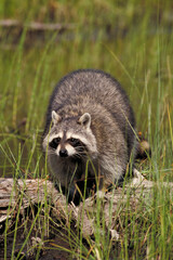 Raccoon