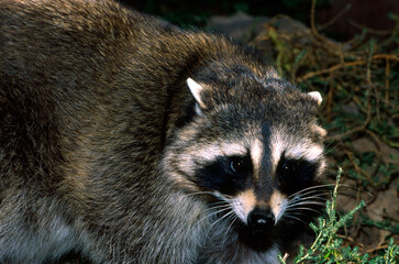 Raccoon, Procyon lotor