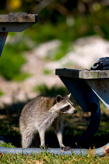 Naklejka na ściany i meble Raccoon, Procyon lotor, at campground on Elliott Key, Florida