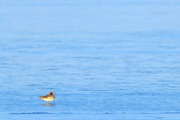 Eurasian wigeon standing on frozen lake