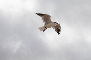 Seabirds in the summertime sky.