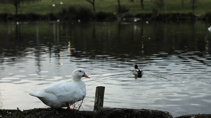 Duck in park