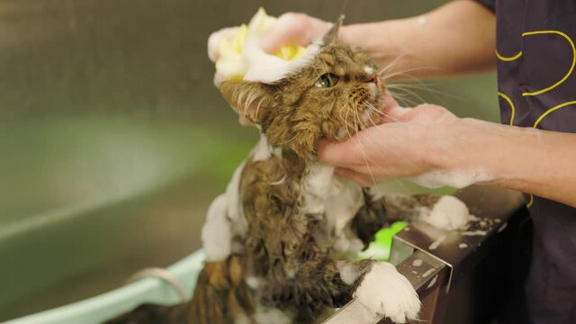 groomer washing or barhing Maine Coon cat in grooming salon. Cat bathing. Care of the pets. Groomer rubbing head with washcloth. a lot of foam