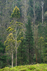 Fototapeta na wymiar Eucalyptus forest in the Sueve mountains in Asturias, northern spain.