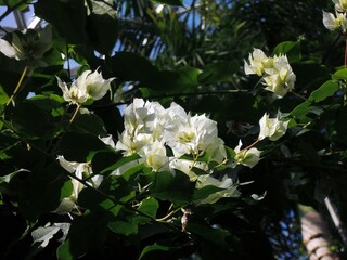 イカダカズラ（筏葛）ブーゲンビレア