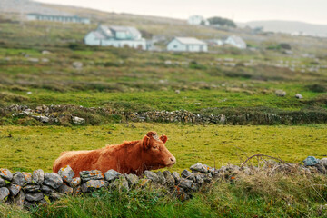 Big size brown cow behind traditional stone fence, green grass field and white houses out of focus in the background. Farming and agriculture industry. Copy space. West of Ireland.