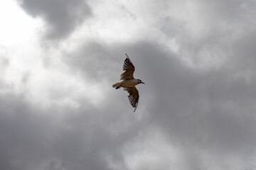 Seagulls flying high among'st the clouds.