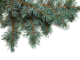 fir tree branch white background