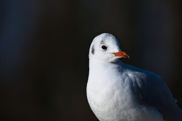 Portrait of a seagull with a dark background