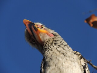 Yellow billed hornbill