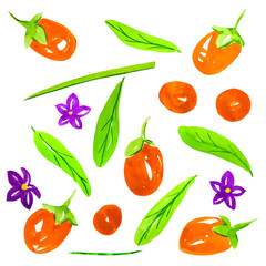 Goji berries or Lycium barbarum. Watercolor set of berries, leaves, flowers and branch isolated on a white background.