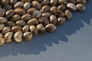 Cannabis seeds close-up. Marijuana seeds on gray background