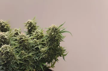 Fotobehang Blooming cannabis bush. Fresh marijuana plant in a grow bag. Green hemp buds. Miicro growing concept. © Cannabis_Pic