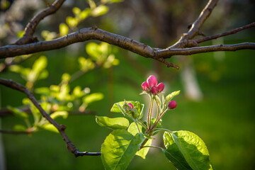 Closeup blossoming tree brunch with white flowers. Flowering of apple trees.
