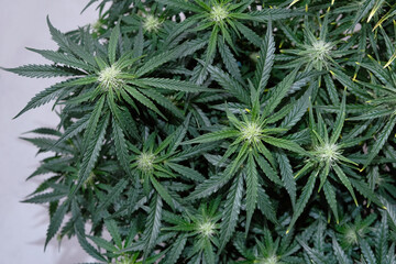 Blooming cannabis bush. Fresh marijuana plant. Green hemp buds