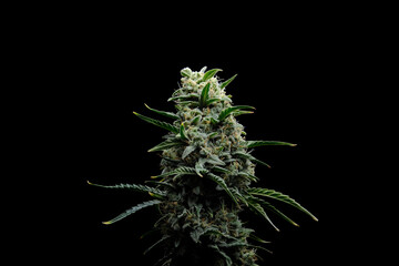 Blooming cannabis bush. Fresh plant isolated on black background. Herbal medicine layout. Hemp...