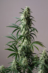 Blooming cannabis bush. Fresh marijuana plant. Green hemp buds