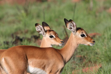 Impala lambs