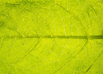 Close up leaf veined macro shot. Background for your design