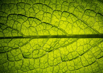 Close up leaf veined macro shot. Background for your design
