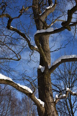 snow-covered oak tree in forest - 480927199