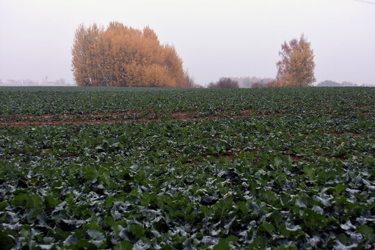 Young Dewy Rapeseed Seedlings In Autumn