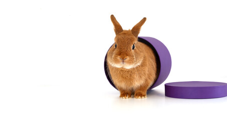 Cute funny ginger decorative bunny,pygmy squirrel rabbit sitting in very peri,purple gift box of cylinder shape,looking at camera on white background.Copy space.Pet,animal as present for holiday