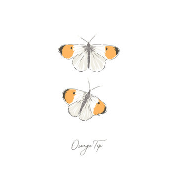 Orange Tip butterfly insect hand drawn vector illustration set isolated on white. Vintage curiosity cabinet aesthetic print.