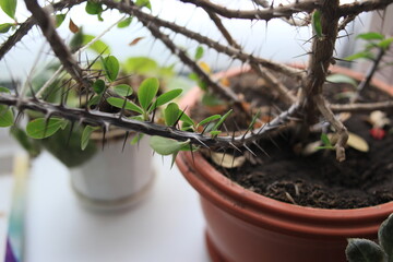 A house flower with prickly big thorns