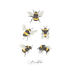 Bumblebee insect hand drawn vector illustration set isolated on white. Vintage curiosity cabinet aesthetic print.