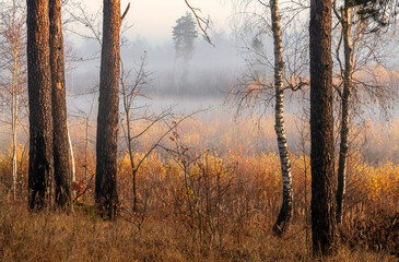 Fototapeta premium Sunny morning. The fog has not yet dissipated and is beautifully illuminated by the sun's rays.