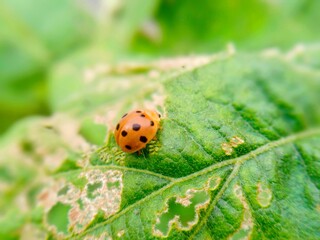 little insect