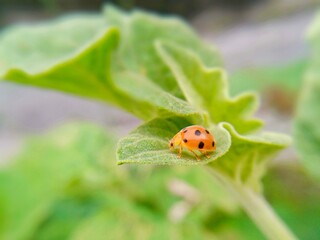 little insect