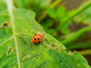little insect
