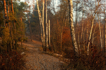 The forest is decorated with autumn colors. Hiking. Walk in the autumn forest.