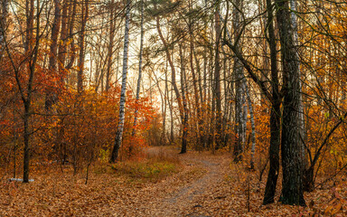 The forest is decorated with autumn colors. Hiking. Walk in the autumn forest.