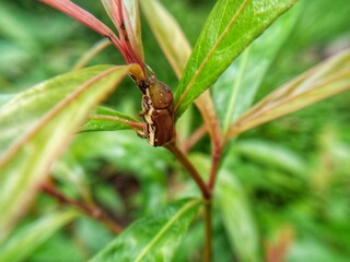 little insect