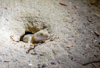 Barking Gecko in the Kgalagadi