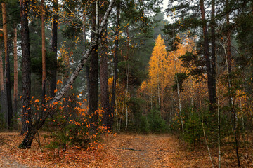 The forest is decorated with autumn colors. Hiking. Walk in the autumn forest.