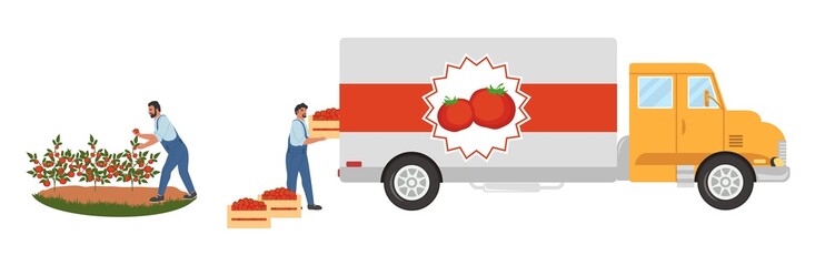 People picking red tomatoes and loading crates into truck, flat vector illustration. Tomato harvesting, agriculture.