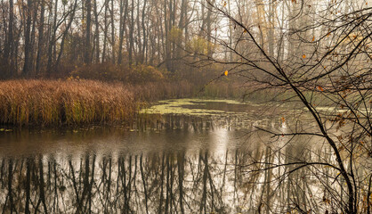 Morning fog descended on the river. Bare tree branches are reflected in the water.