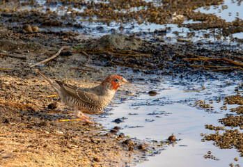 Red-headed Finch in the Kgalagadi