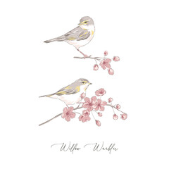 Willow Warbler bird on sakura branch hand drawn vector illustration set isolated on white. Vintage curiosity cabinet aesthetic print.