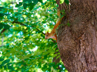 Squirrel on the tree in the summer park. - 480929394