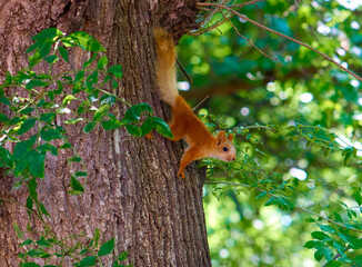 Squirrel on the tree in the summer park.        - 480929396