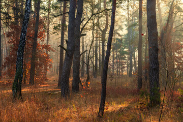 Fototapeta premium The sun's rays pierce the branches of the trees. Nice autumn morning. Pleasant weather for outdoor travel.