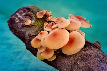 Küchenrückwand glas motiv Mushrooms on a branch © Holland-PhotostockNL
