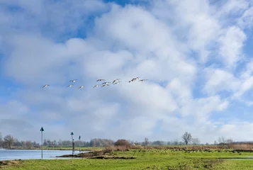 Fototapete Geese in a meadow next to the river IJssel near Hattem, Gelderland province, The Netherlands \\ Ganzen in een weiland naast de rivier de IJssel nabij Hattem © Holland-PhotostockNL