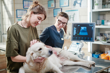 Young vet doctor examining the dog with ultrasound while it lying on the table with owner holding...