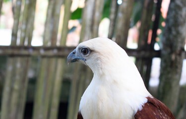 close up photo of eagle's head